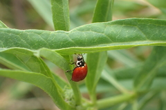 Cycloneda sanguinea