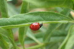 Cycloneda sanguinea