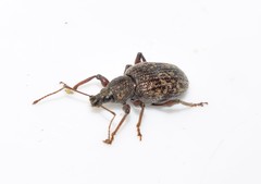 Otiorhynchus aurifer