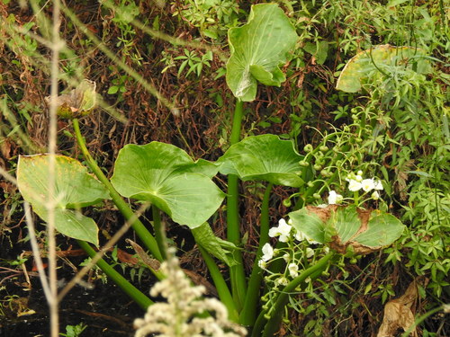 Sagittaria montevidensis, photograph 3