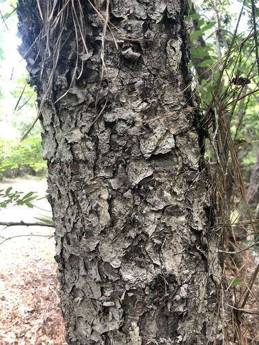 Planertree (Planera aquatica)