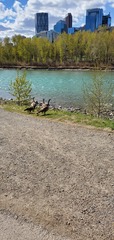 Branta canadensis