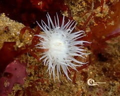 Actinothoe sphyrodeta