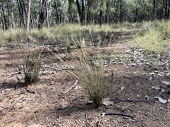 Aristida caput-medusae