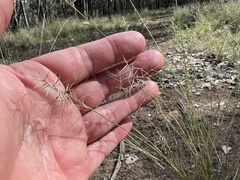 Aristida caput-medusae