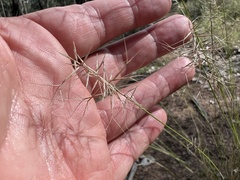 Aristida caput-medusae