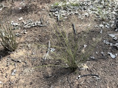 Aristida caput-medusae