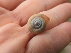 Euomphalia strigella