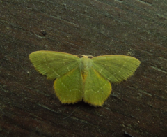 Thalera pistasciaria
