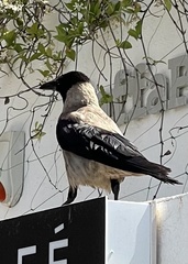 Corvus cornix