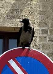 Corvus cornix