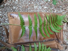 Dryopteris × brathaica