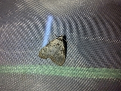 Meganola strigula