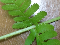 Dryopteris × brathaica