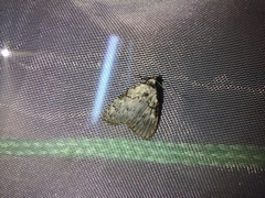 Meganola strigula