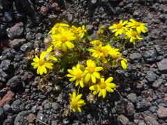 Senecio leucanthemifolius caucasicus