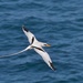 White-tailed Tropicbird - Photo (c) Rafy Rodriguez, some rights reserved (CC BY-NC-SA)