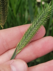 Agropyron fragile