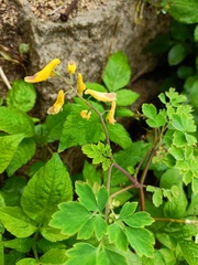 Corydalis pallida