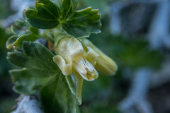 Ribes lasianthum