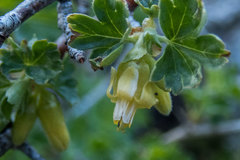 Ribes lasianthum