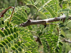 Senegalia burkei