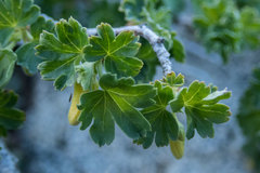 Ribes lasianthum