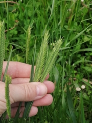 Agropyron fragile