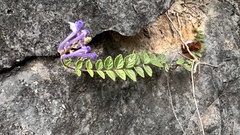 Scutellaria tashiroi