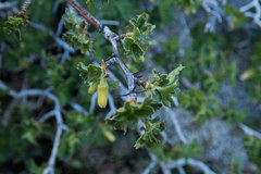 Ribes lasianthum