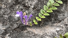 Scutellaria tashiroi