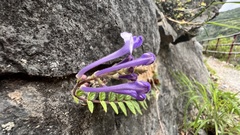 Scutellaria tashiroi