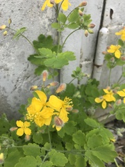 Chelidonium majus
