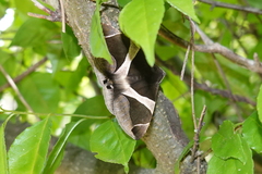 Bastilla crameri