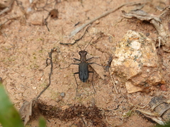 Cylindera viduata