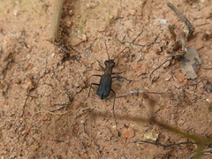 Cylindera viduata