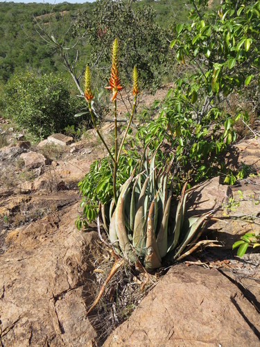 Aloe pienaarii