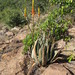Aloe pienaarii - Photo (c) Linda Loffler,  זכויות יוצרים חלקיות (CC BY-NC), הועלה על ידי Linda Loffler