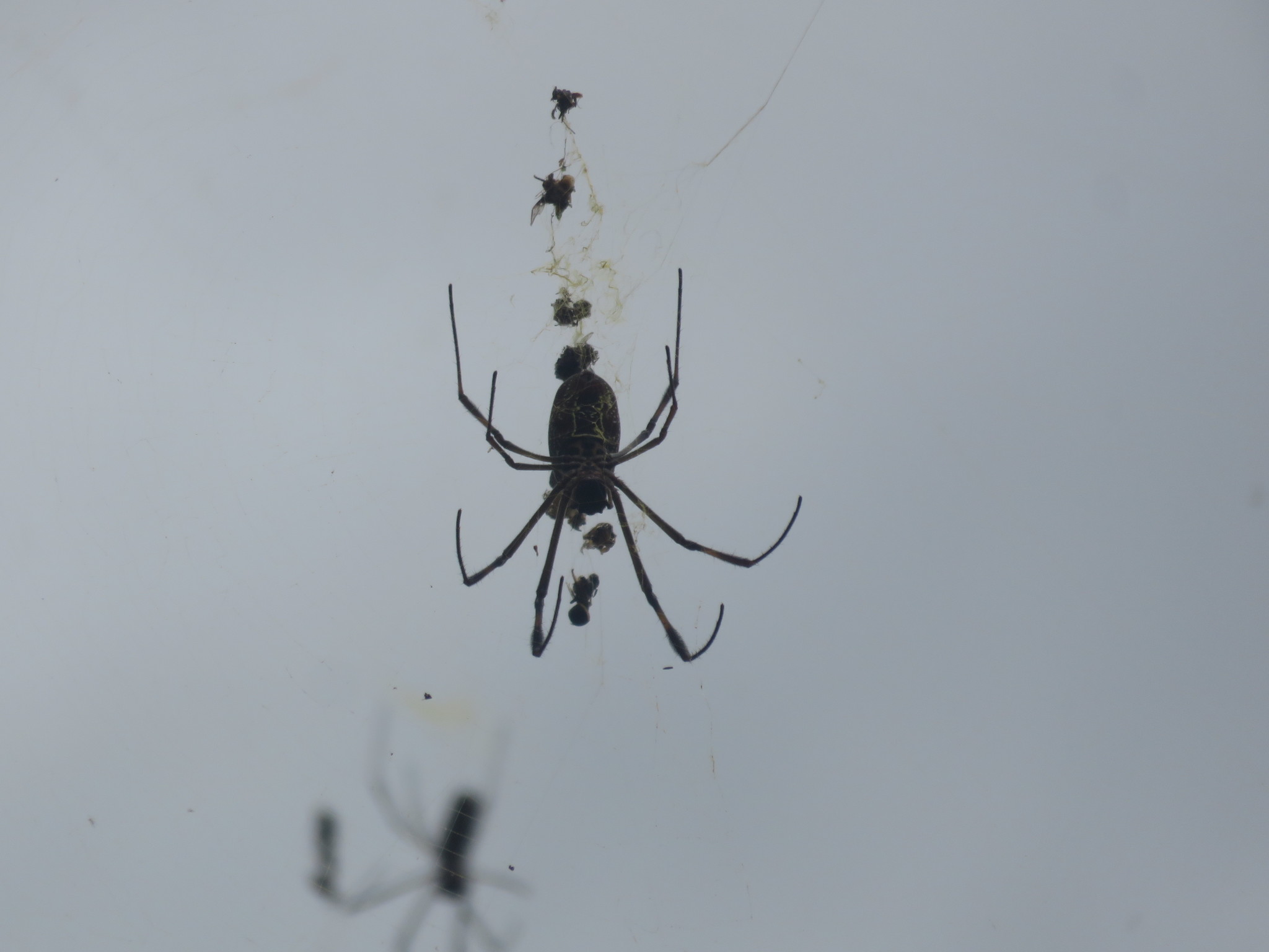 Trichonephila clavipes image