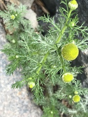 Matricaria discoidea