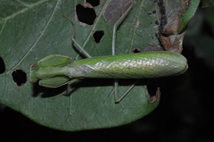 Photiomantis