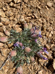Oxytropis multiceps