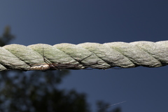 Tetragnatha praedonia