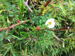 Rosa transmorrisonensis