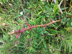 Rosa transmorrisonensis