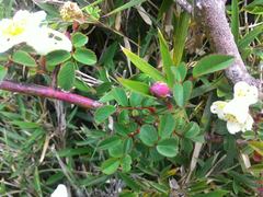 Rosa transmorrisonensis