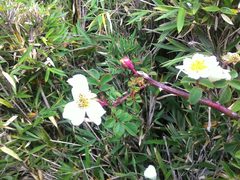 Rosa transmorrisonensis
