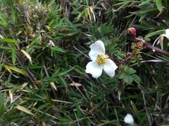 Rosa transmorrisonensis