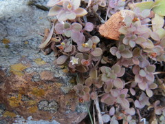 Crassula expansa subsp. fragilis image