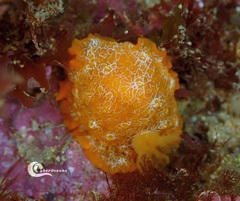 Doriopsilla areolata